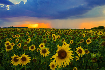 Sunflowers ... / ***
