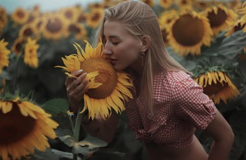 sunflowers / ...