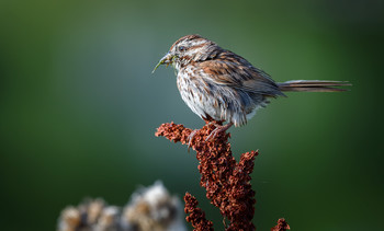 Song sparrow / ***