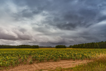 Sunflowers before storm / ***