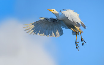 Cattle egret / ***