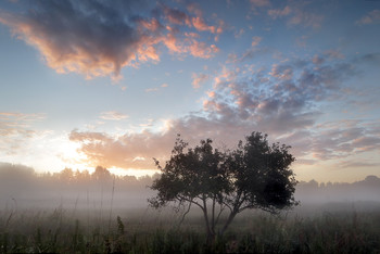 Summer morning ... / ***