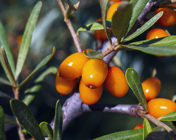 Seabuckthorn / ***