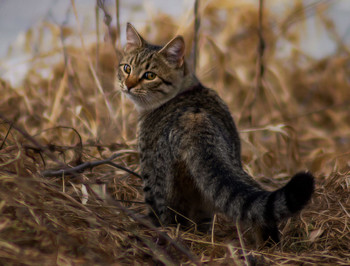 Kitty / ***