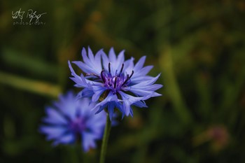 &nbsp; / Makro von Kornblumen