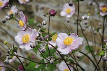 &nbsp; / Blumen vor einer Mauer