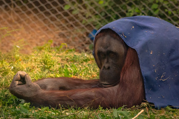 Zoo / Orangután en un momento del día