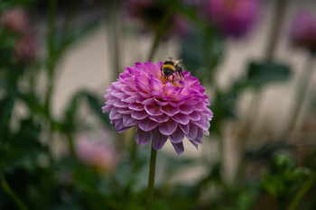 Un jardín en esplendor / Variedad de flores alimentan al abejorro