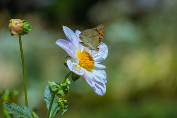 Un jardín en esplendor / Buena unión entre flor y mariposa