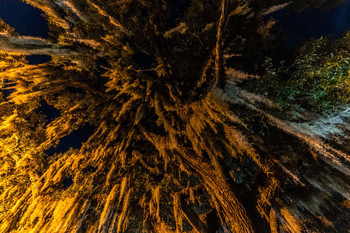 magic tree / Spanish moss covering an oak tree