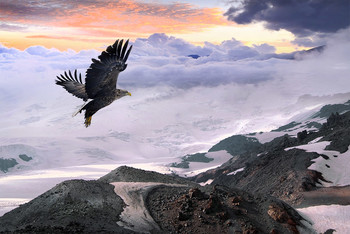 Flight / ***