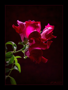 &nbsp; / [img]https://i.imgur.com/E0XYubz.jpg[/img]