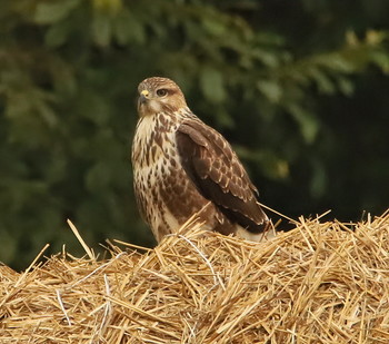 Buzzard / ***