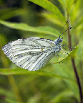 Cabbage butterfly / ***