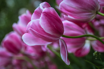 Tulipán gigante / Flores del jardín