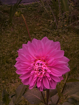 Flowerhead / Rise and shine