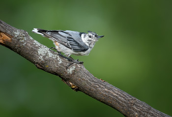 White-breasted Nuthatch (juvie) / ***