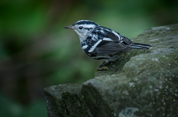 Black-and-white warbler / ***