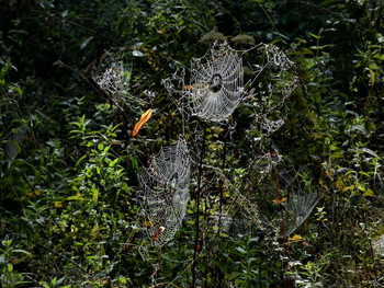 Altweibersommer / Spinnennetze am Wegrand
