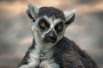 Retrato / Lemur