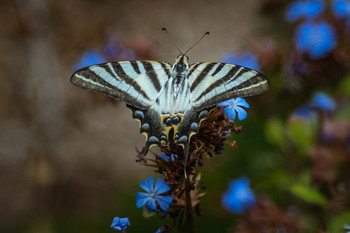 Mariposa posada en la flor. / En el jardín