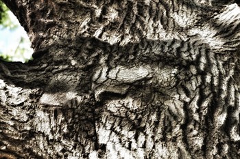 Secret Life of Trees / There is secret life within trees beyond your imagination. Trees are filled with helixes, faces, beings, scales, rings and E.T.s