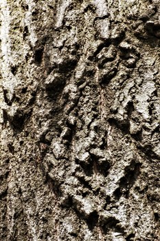 Ancient Markings / Aliens, Lion, Angel, Map all written in wood