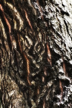 The Screamer / Etched on the bark of trees are liforms from another realm. Writing on wood is a language worthy of deciphering.