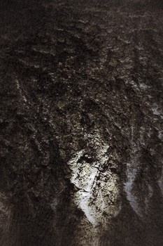 Ancient Alien / An alien who left his mark on the trees. He looks like a grey extraterrestrial.