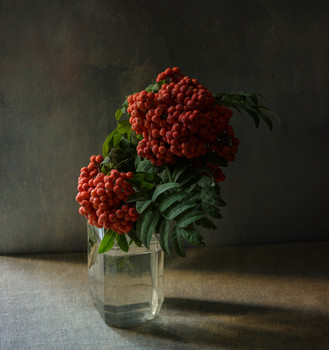 Still-life with a mountain ash / ***