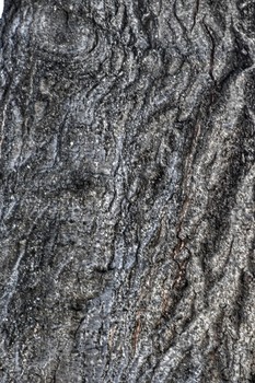 Face Print / Just as your fingers have prints so do trees. Trees store history of times past and people they encounter.

They etch these beings on their trunks.