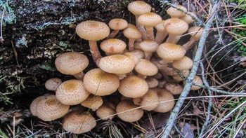 Honey mushrooms / ***