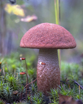 Orange-cap boletus / ***