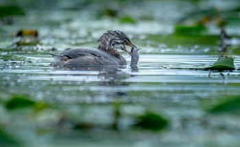 Pied-billed Grebe (juvenile 2021 Fall migration) / ***