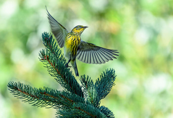 Cape May warbler (female or non breeding male) / ***
