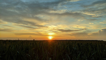 Sunset over the field / ***