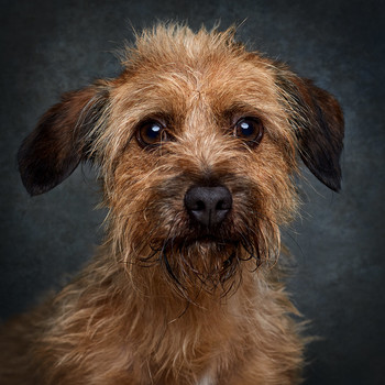 Zé / Portrait of a shelter dog, waiting for adoption.