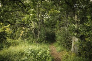 Waldwanderung / Ein Weg in den Wald