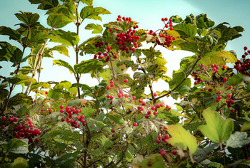 Rowan / ***