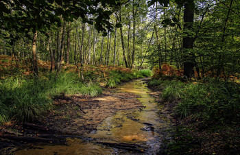 creek in the woods / ***