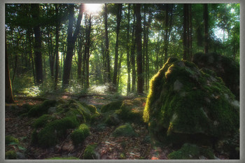 Der Tag kommt in den Wald / 9.00h Langsam erwärmt die Sonne den Wald.