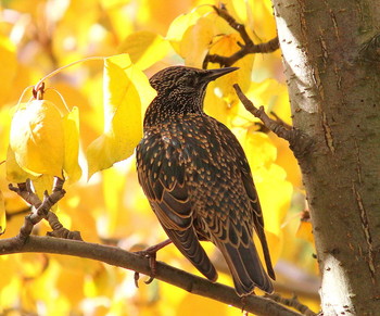 Starling / ***