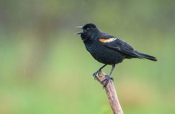 Red-winged Blackbird (male) / ***