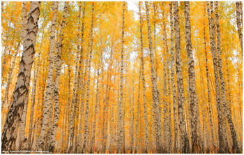 Charm of eyes ... / ***