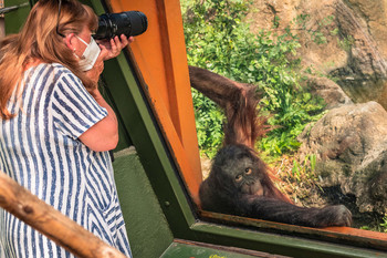 La mirada / La mirada del orangután a la fotógrafa ...