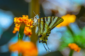 Mariposa posada en la flor. / Ciclo de la vida del a mariposa.