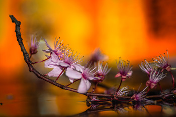 Tirando de naranja / Rama con flores de ciruelo japonés