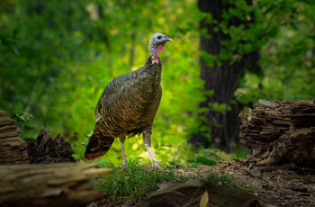Wild turkey (female) / ***