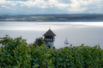 Wein am Bodensee 2 / Weinhang in Meersburg