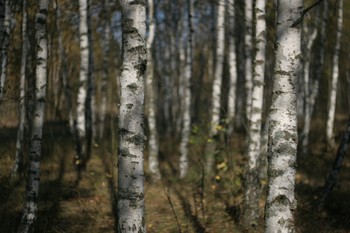 Birch Grove / ***